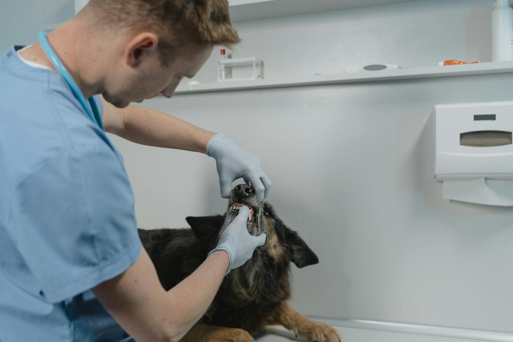 A veterinarian examines a dog's teeth, showcasing pet healthcare and dental check-up in a clinic setting.